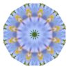 Meconopsis 01
