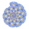 Meconopsis Spirale 01